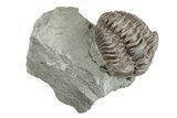 Partially Enrolled Flexicalymene Trilobite - Ohio #201131-2